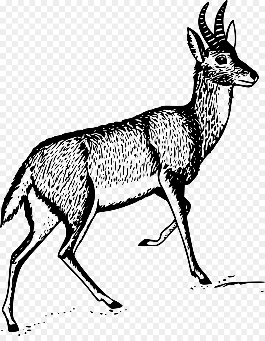 Antelope，Bohor Reedbuck PNG