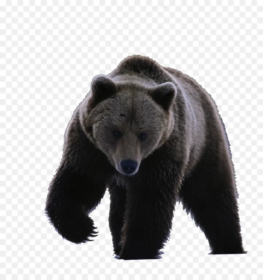 Urso Pardo，Urso PNG