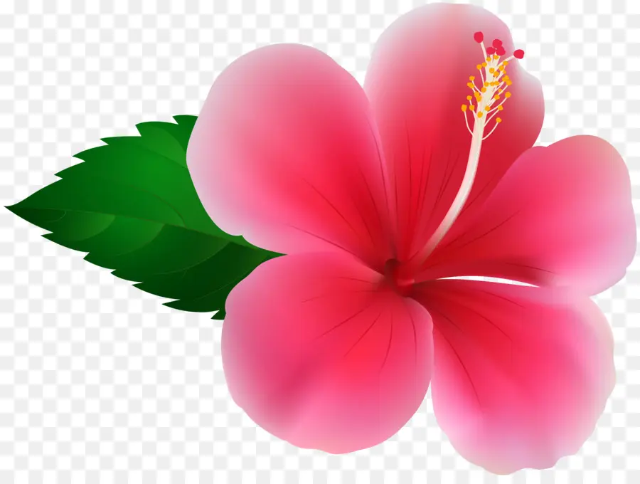 Hibiscus，Flor PNG