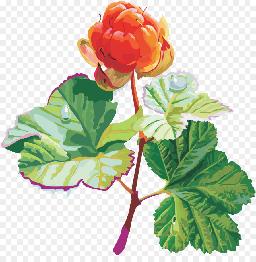 Flor，Florescer PNG