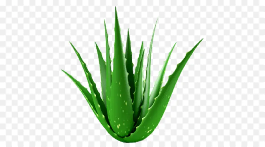 Aloe Vera，Planta PNG