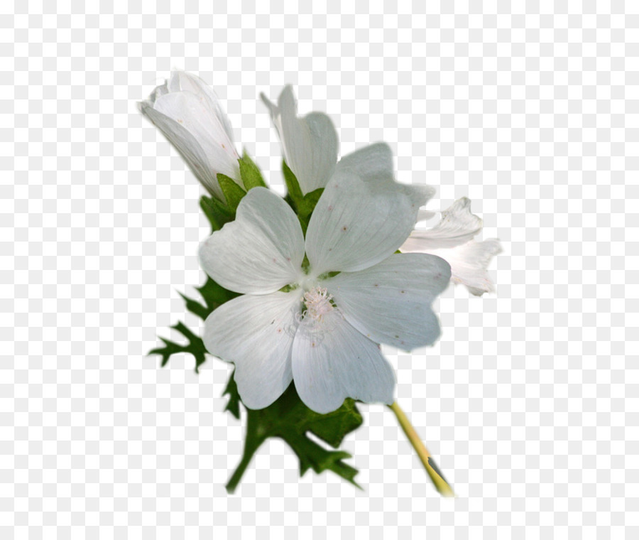 Flor，Net PNG