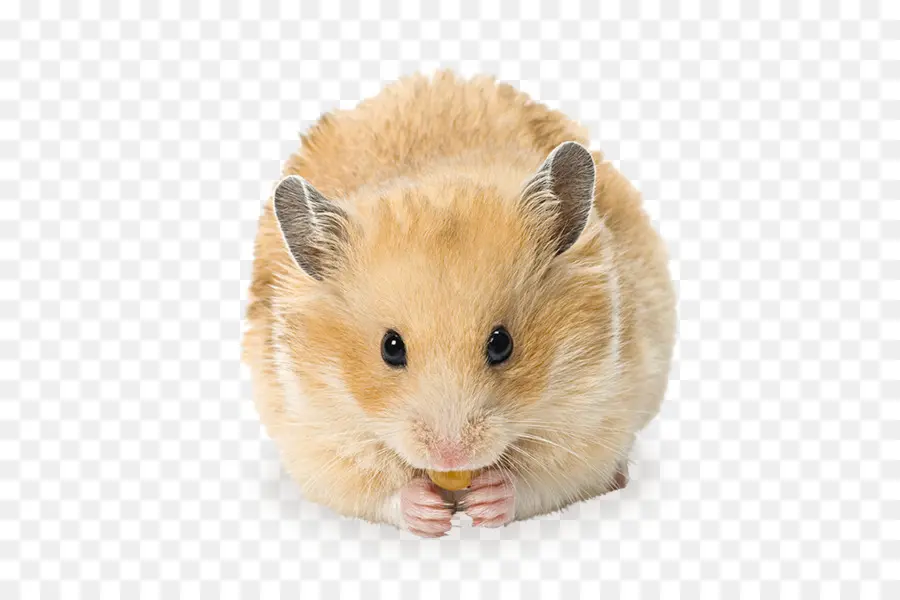 Hamster，Gerbil PNG