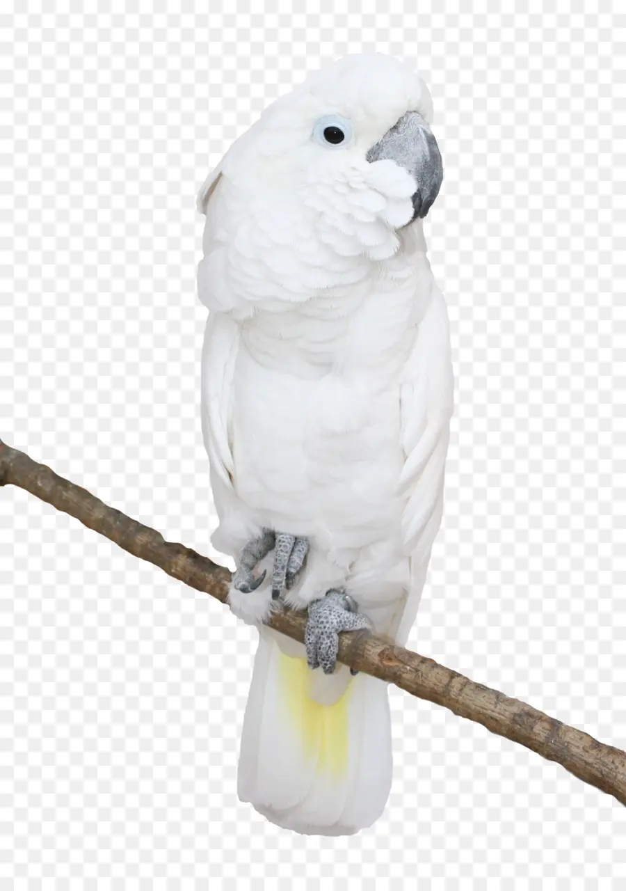 Cacatua，Papagaio PNG