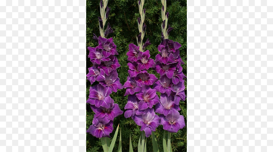 Planta，Gladiolus PNG