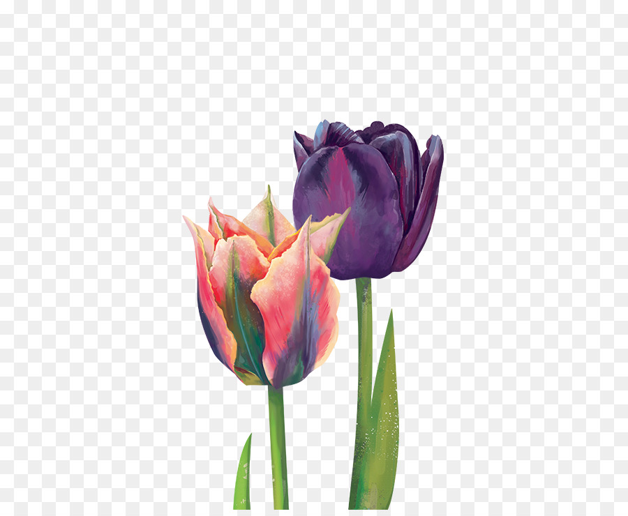 Tulipa，Plantar PNG