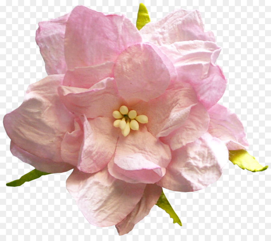 Flor，Rosa PNG