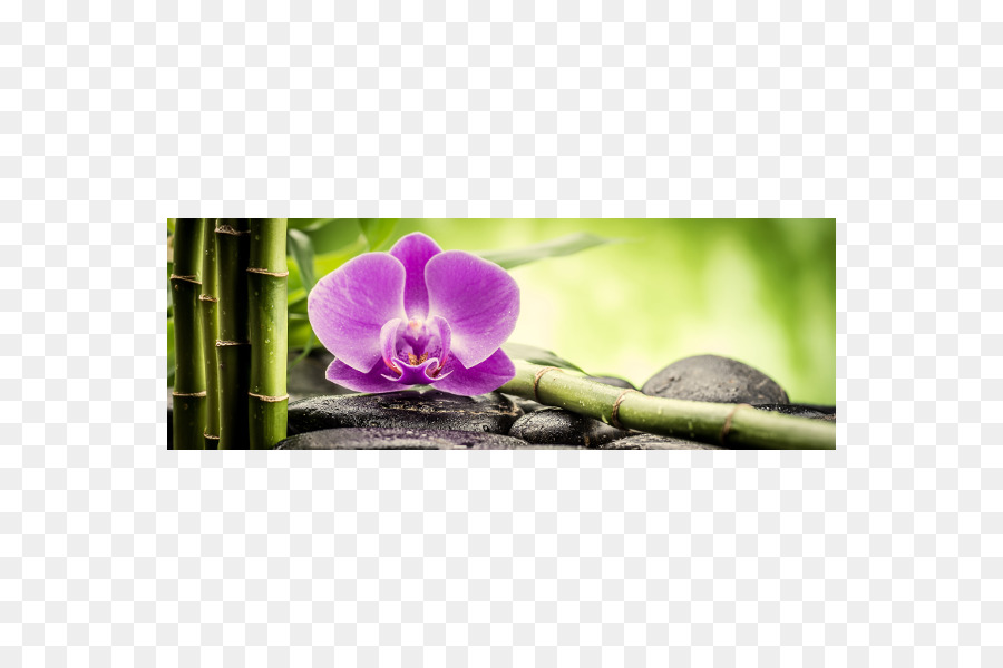 Orquídeas，Lona PNG