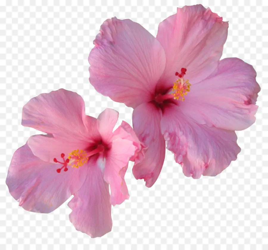 Hibiscus，Cabelo PNG