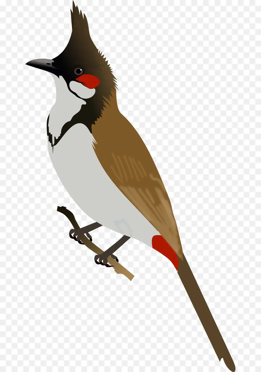 Aves，Bulbul PNG