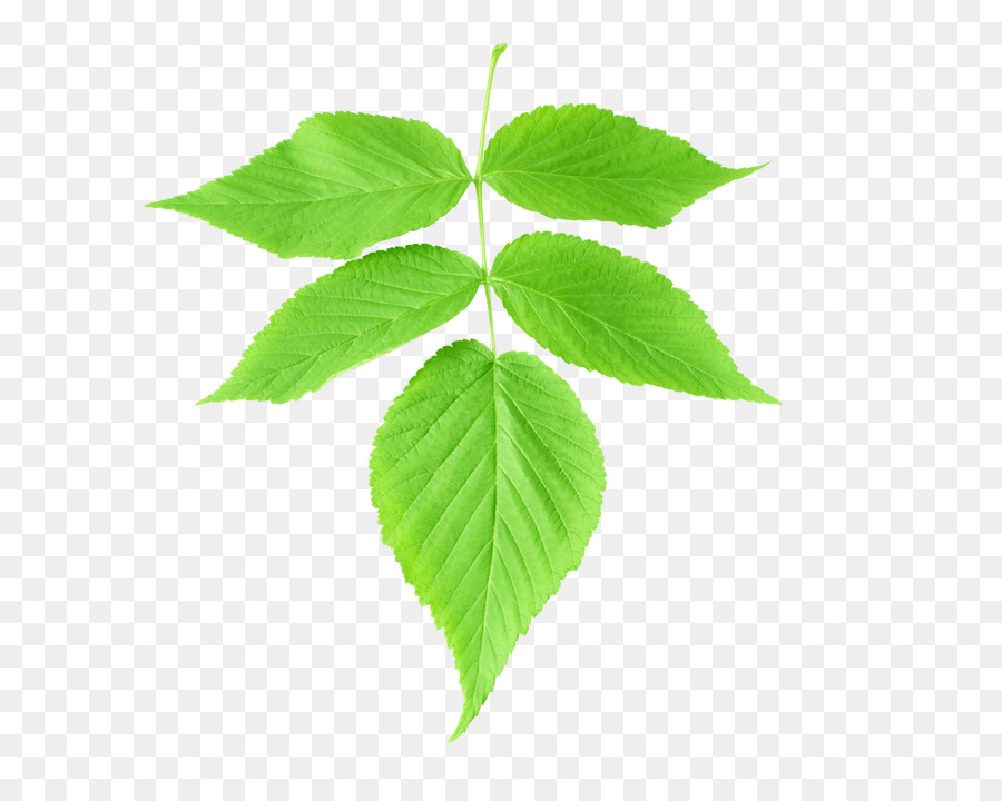 Folha，Planta PNG