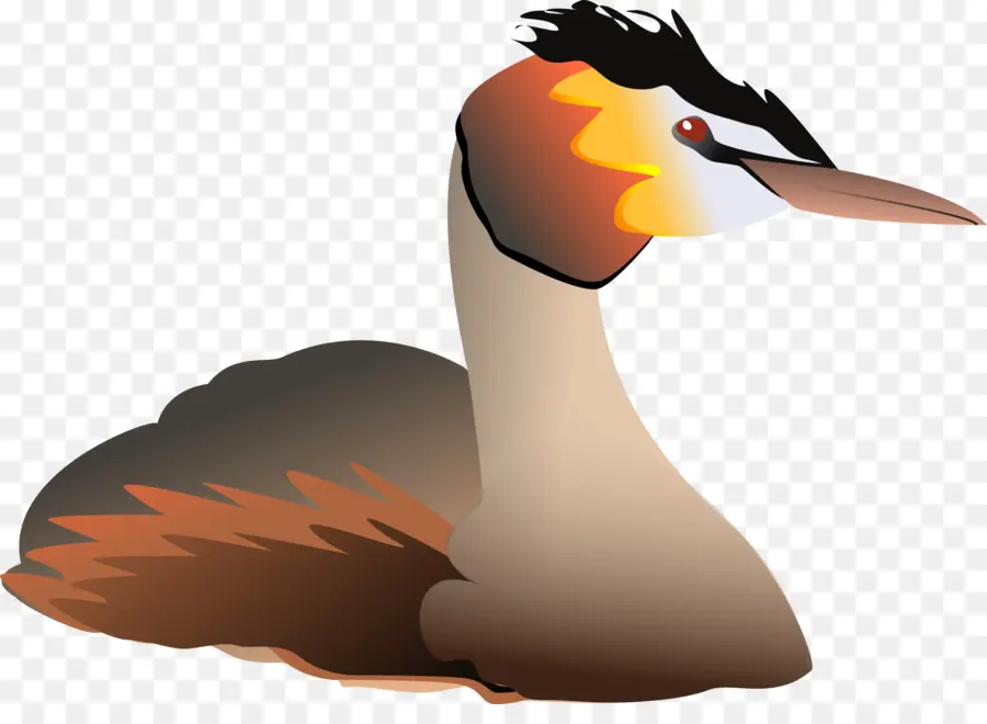 Aves，Mergulhões De Crista PNG