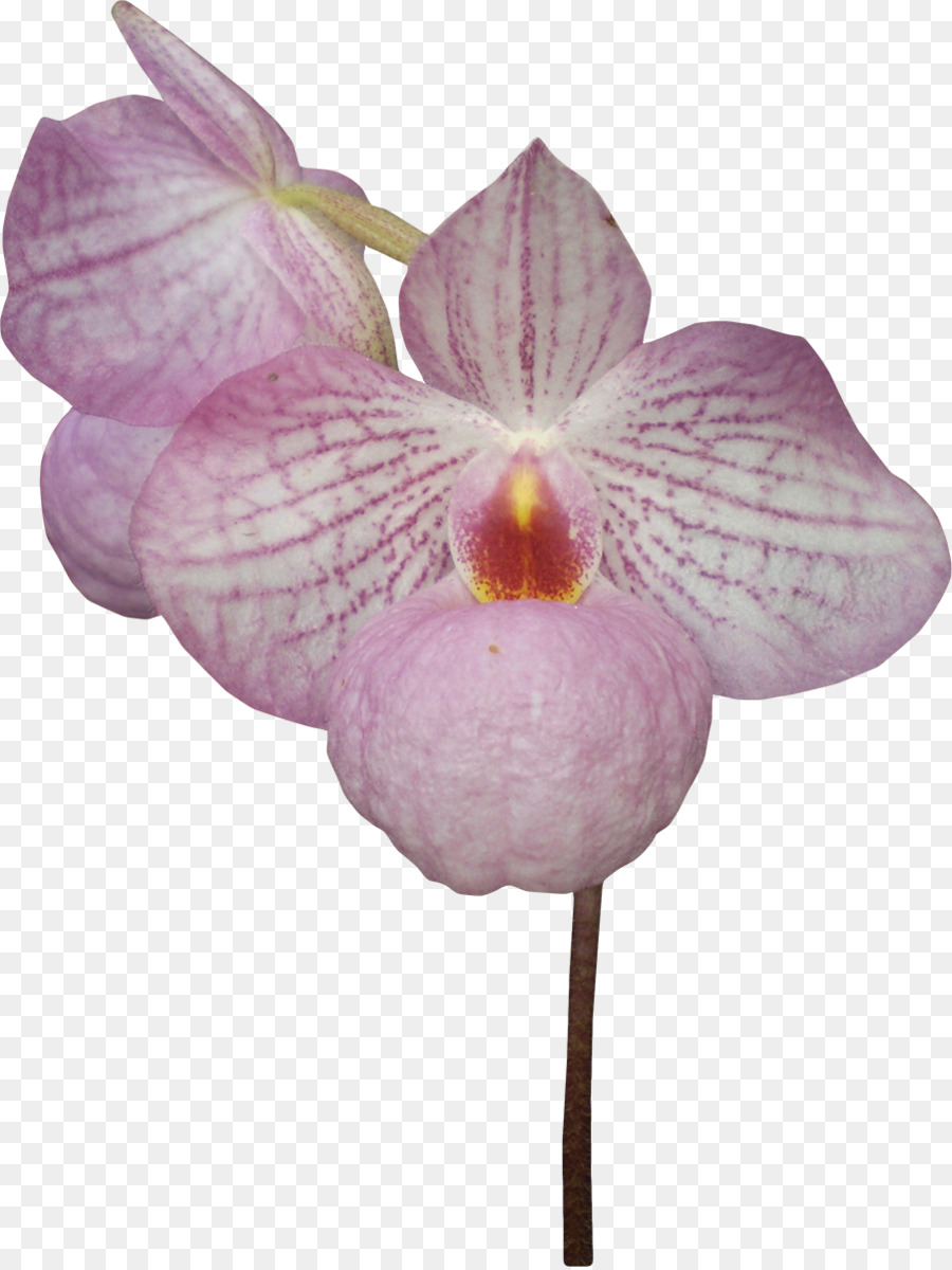 Orquídea Branca，Florescer PNG