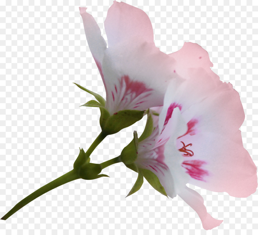 Flor，Software De Computador PNG