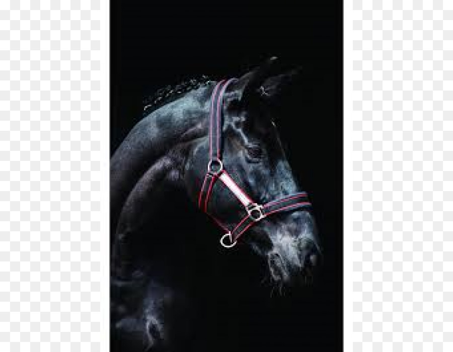 Halter，Cavalo PNG