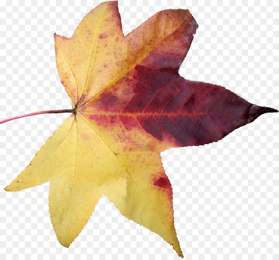 Folha，Maple Leaf PNG