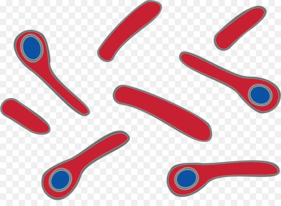 Clostridium Tetani，Tétano PNG