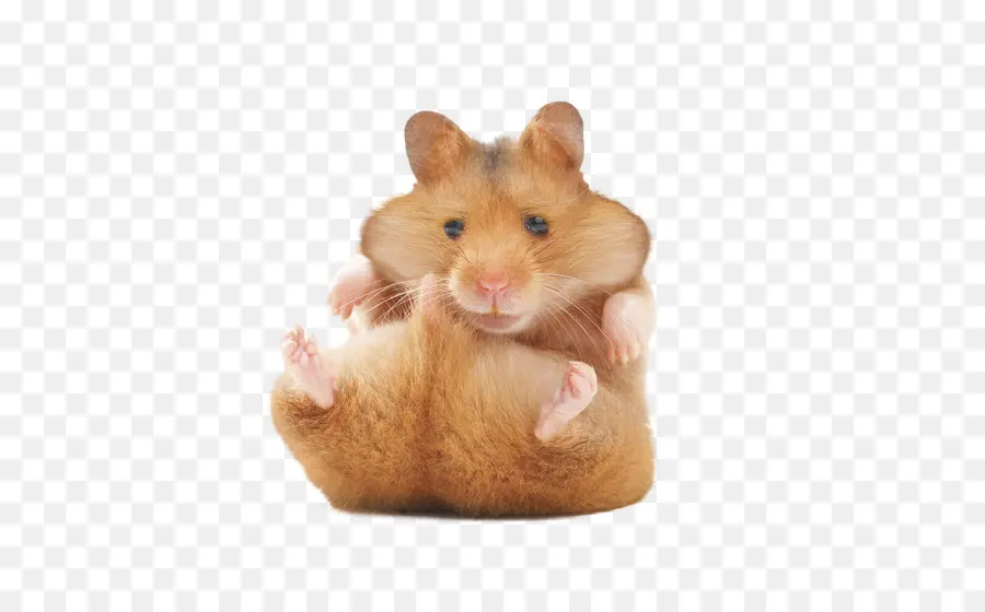 Hamster，O Hamster Dourado PNG