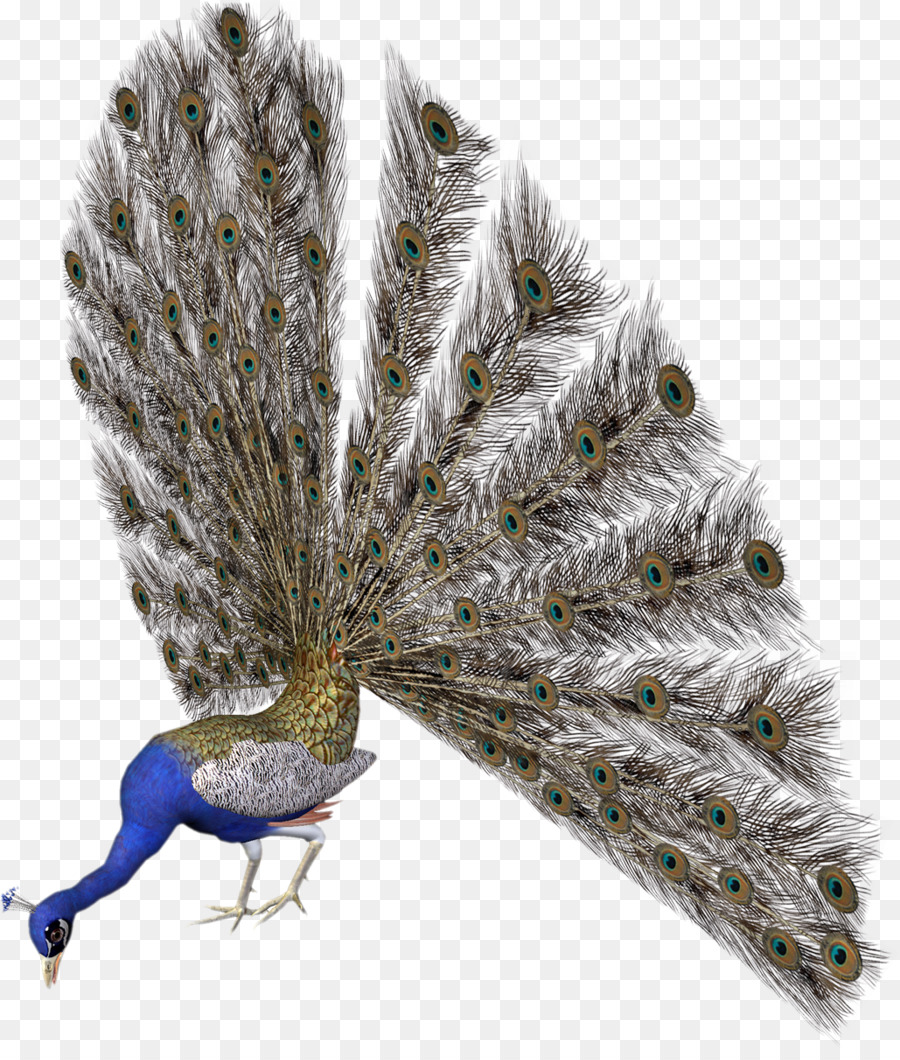 Pavão Com Penas Abertas，Colorido PNG