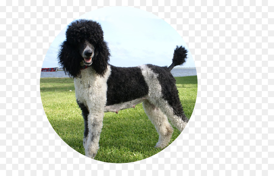 Poodle，Cachorro PNG