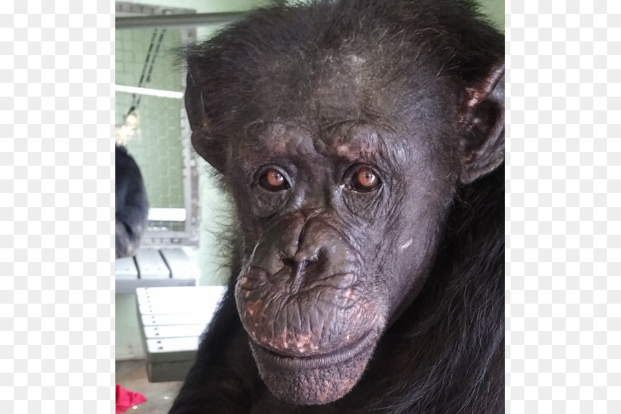 Chimpanzé Comum，Gorila PNG