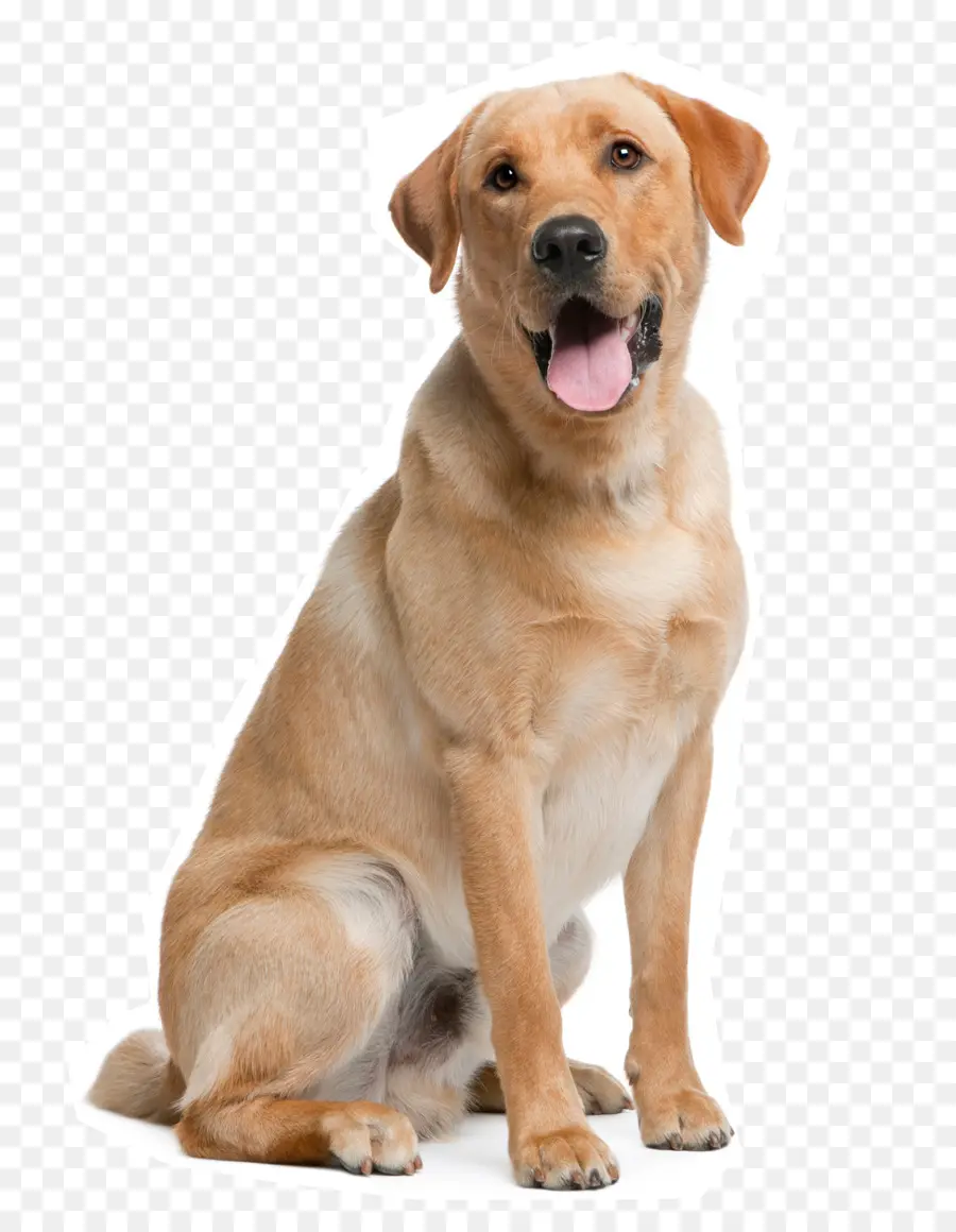 Labrador Retriever，Golden Retriever PNG