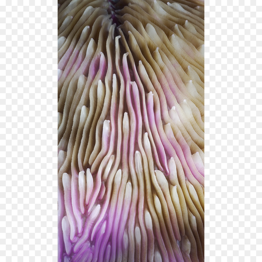 Invertebrados，Coral PNG