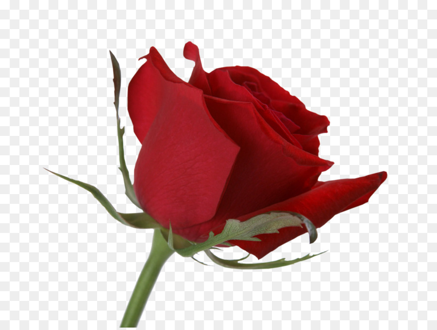 Rosa Vermelha，Florescer PNG