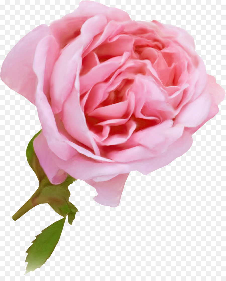 Rosa Rosa，Florescer PNG