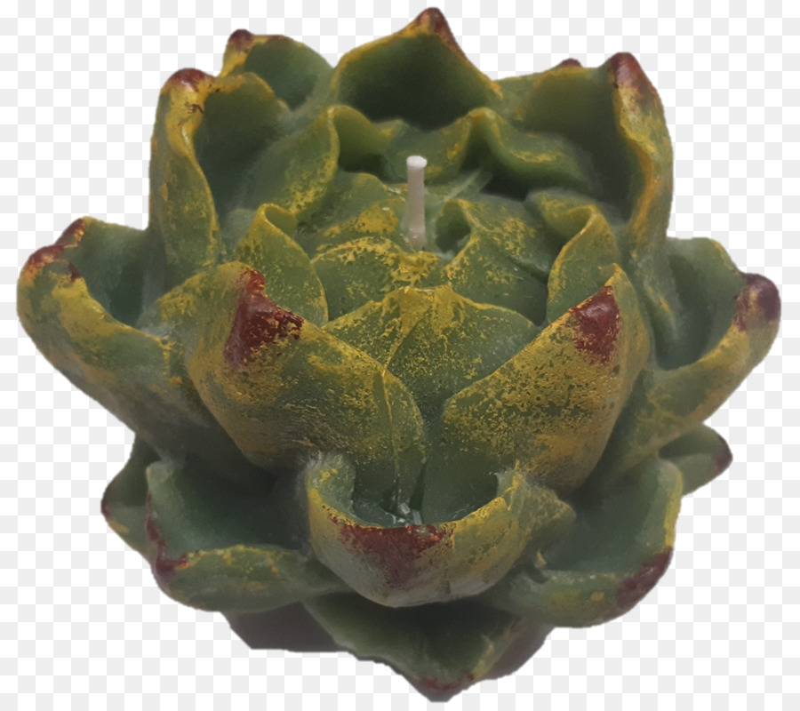 Alcachofra，Cynara PNG