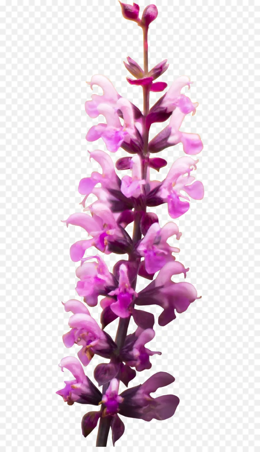 Flor，Snapdragons PNG