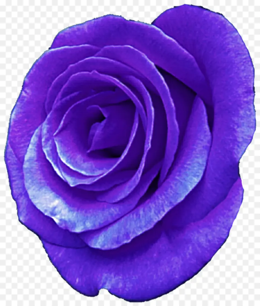 Rosa Roxa，Florescer PNG