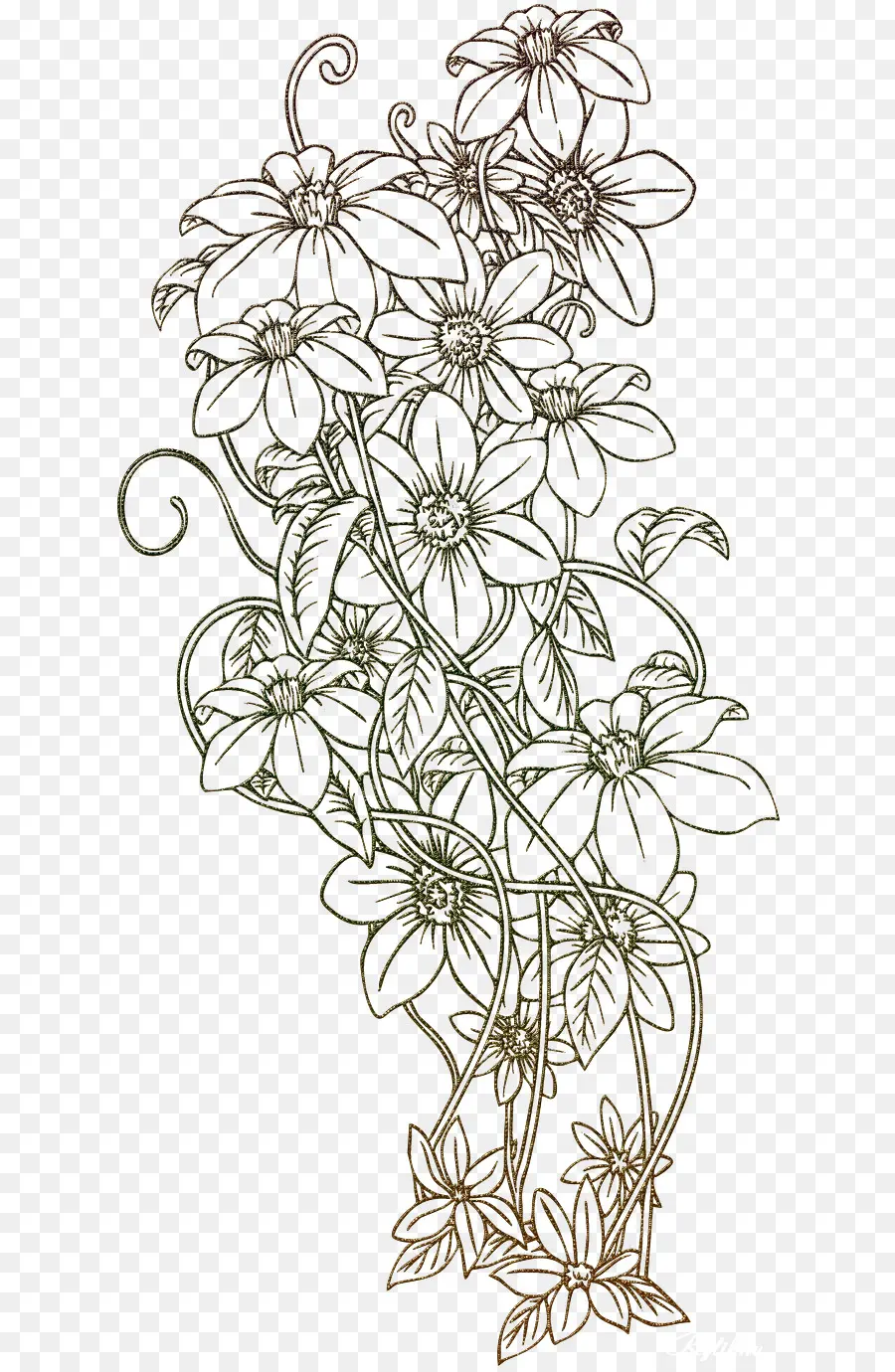 Desenho De Flor，Floral PNG