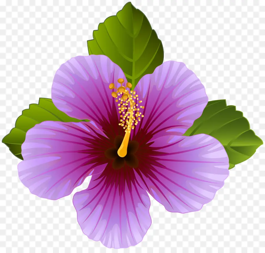 Flor，Roxo PNG