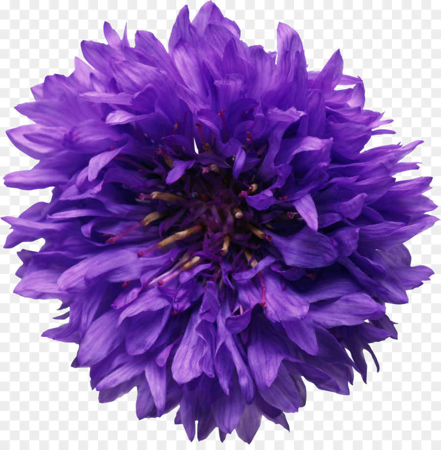 Flor，Química PNG