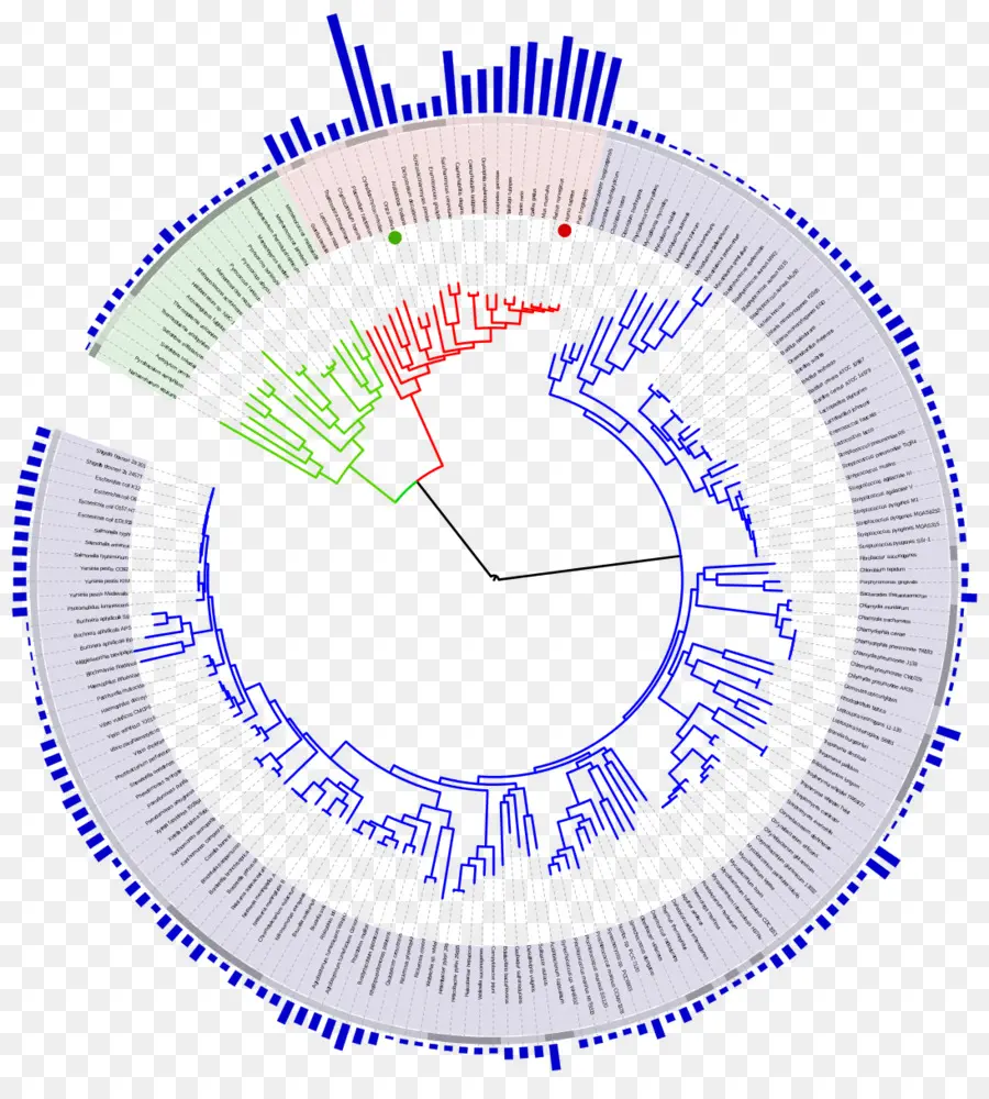 Árvore Filogenética，Evolução PNG