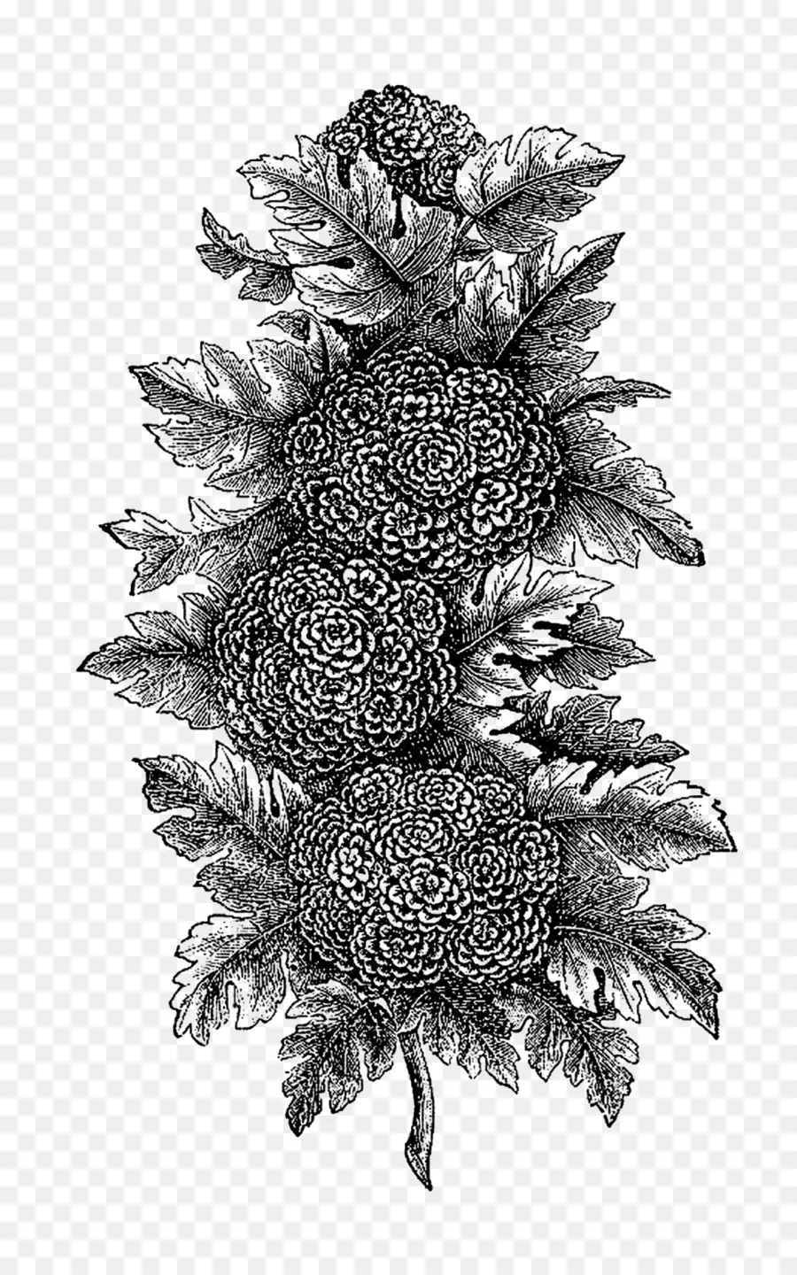 Preto E Branco，Botânico Ilustração PNG