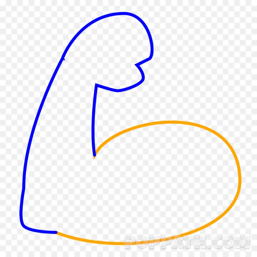 Desenho Muscular，Arte Linear PNG