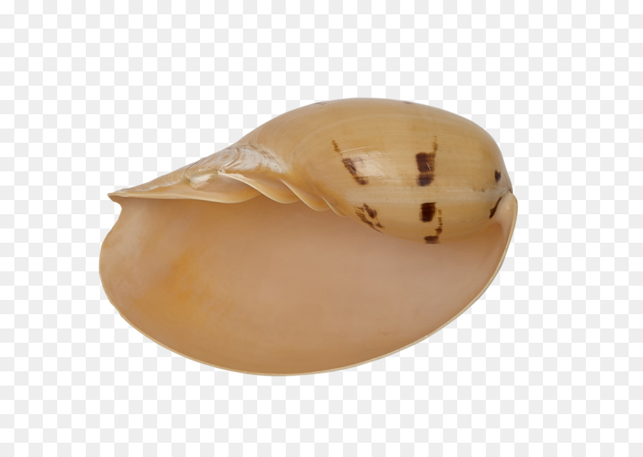 Seashell，Seashell Empresa PNG
