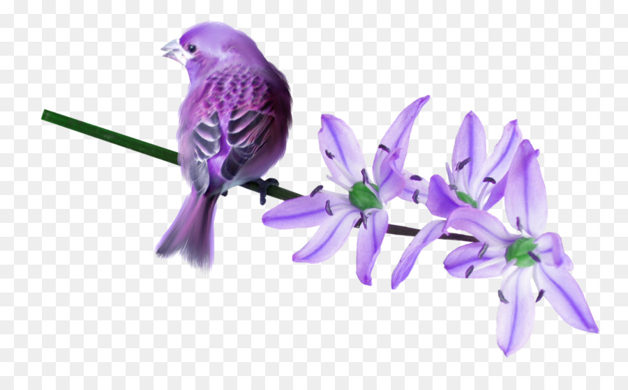 Pássaro Roxo，Pássaro PNG