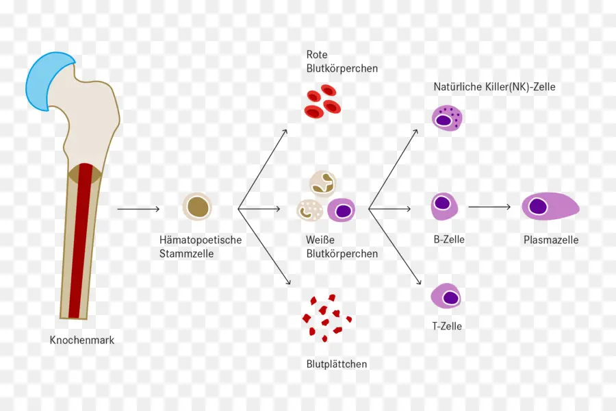 Medula óssea，Células PNG