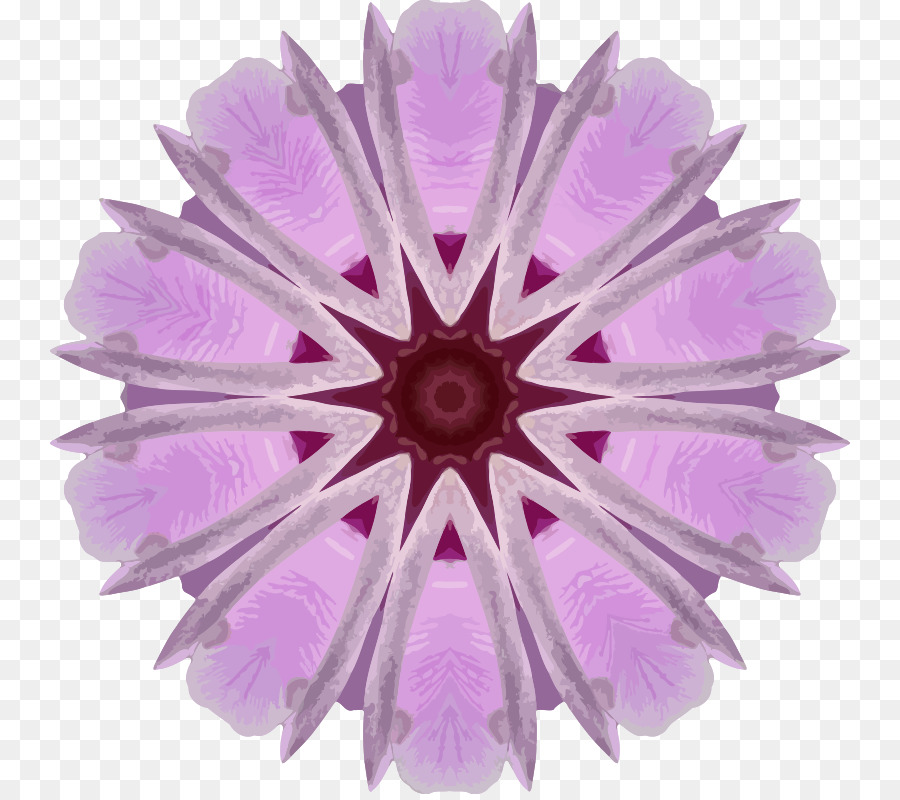 Flor，Transvaal Daisy PNG