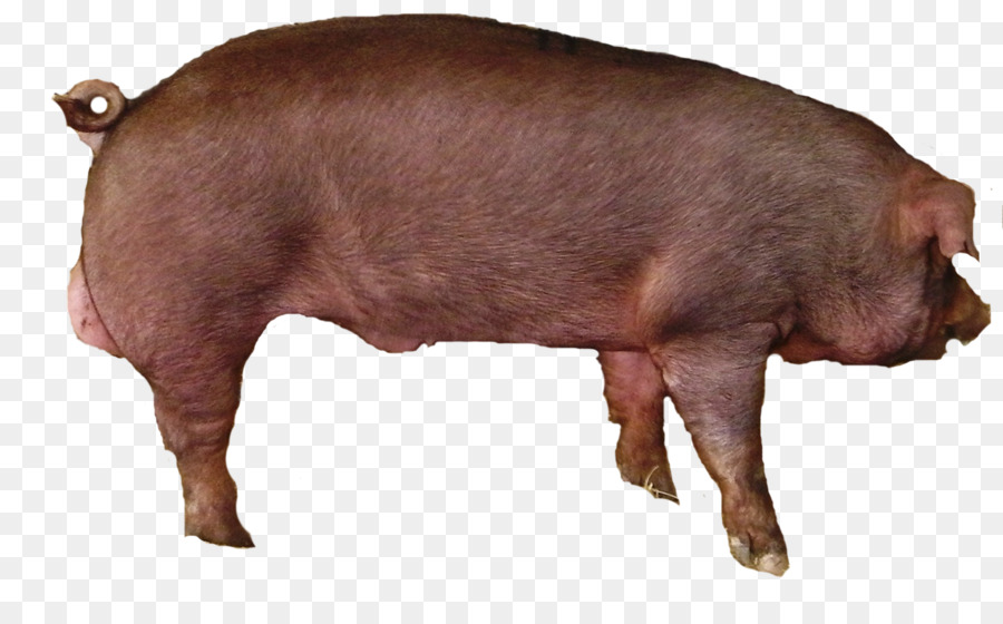 Porco，Fazenda PNG