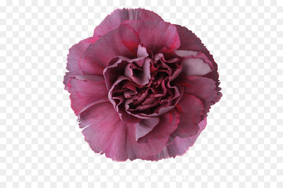 Flor Rosa，Florescer PNG