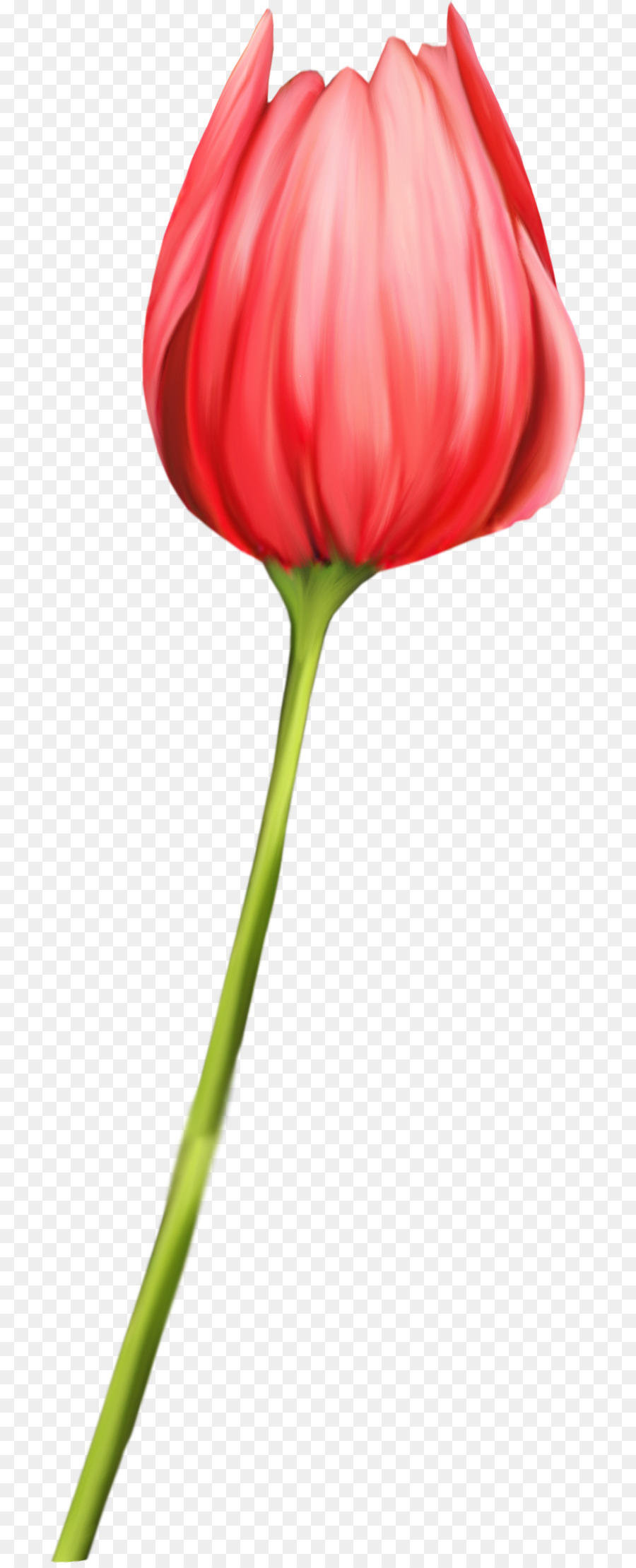 Tulipa Vermelha，Tronco PNG