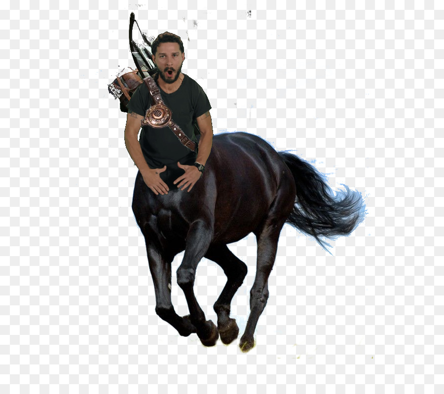 Homem A Cavalo，Cavalo PNG