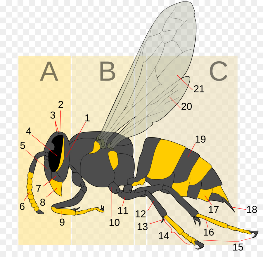 Hornet，Abelha PNG