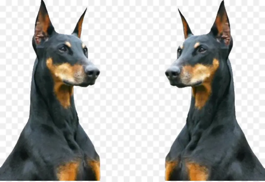 Doberman，Cachorro PNG