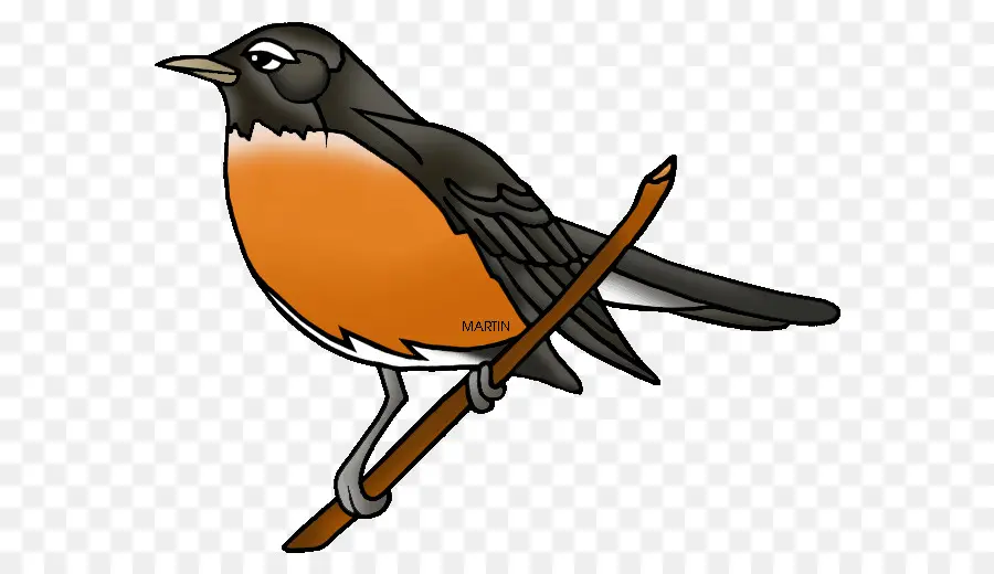 Europeia Robin，Americana Robin PNG