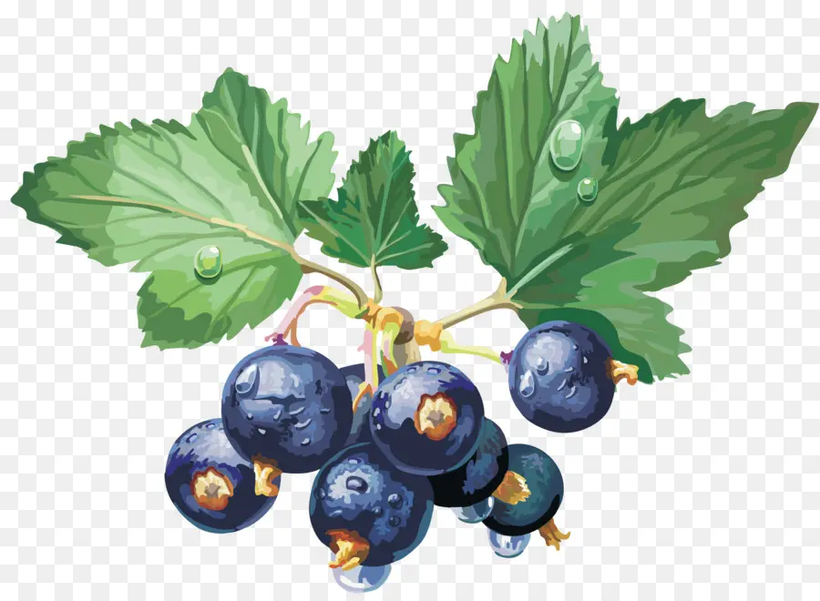 Berry，Groselha PNG